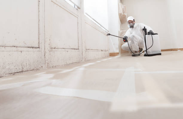 24/7 Emergency Basement Mold Removal experts in Stevenson, MD