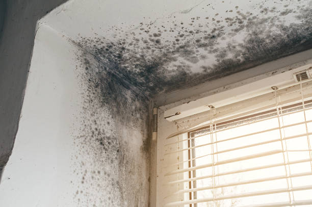 Affordable Basement Mold Removal solutions in Stevenson, MD