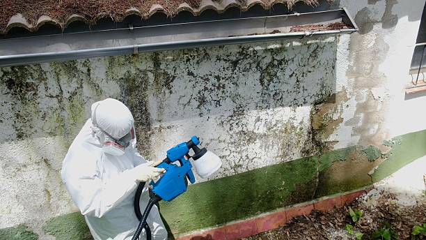 Top rated local Basement Mold Removal specialists in Stevenson, MD
